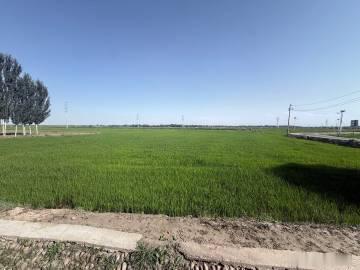 在和田县稻香村，我第一次在南疆看到这么大面积的水稻田。高质量发展看新疆高质量发展