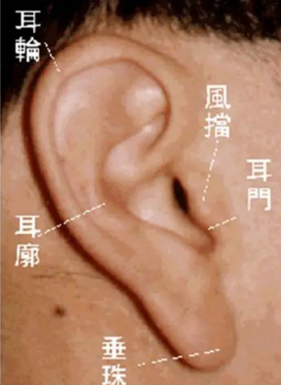 耳相玄学｜转运秘诀耳朵藏着先天福报，后天也能改运！耳垂厚大福泽深，薄小者可戴珍珠