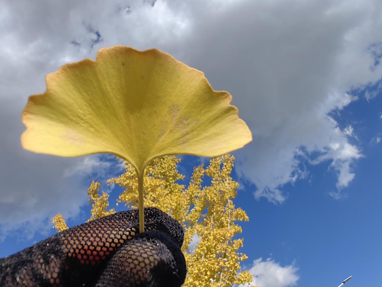 下联：半空枫叶红

这是秋天的景色。下联“半空枫叶红”与上联“一地秋菊艳”相映成