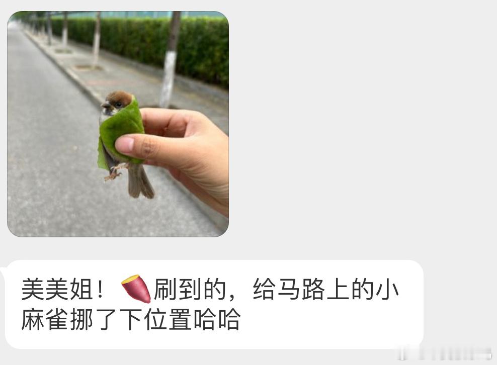 学飞阶段的小麻雀马路车辆多，给它放附近的绿化带即可菜鸟裹裹（bushi ​​​