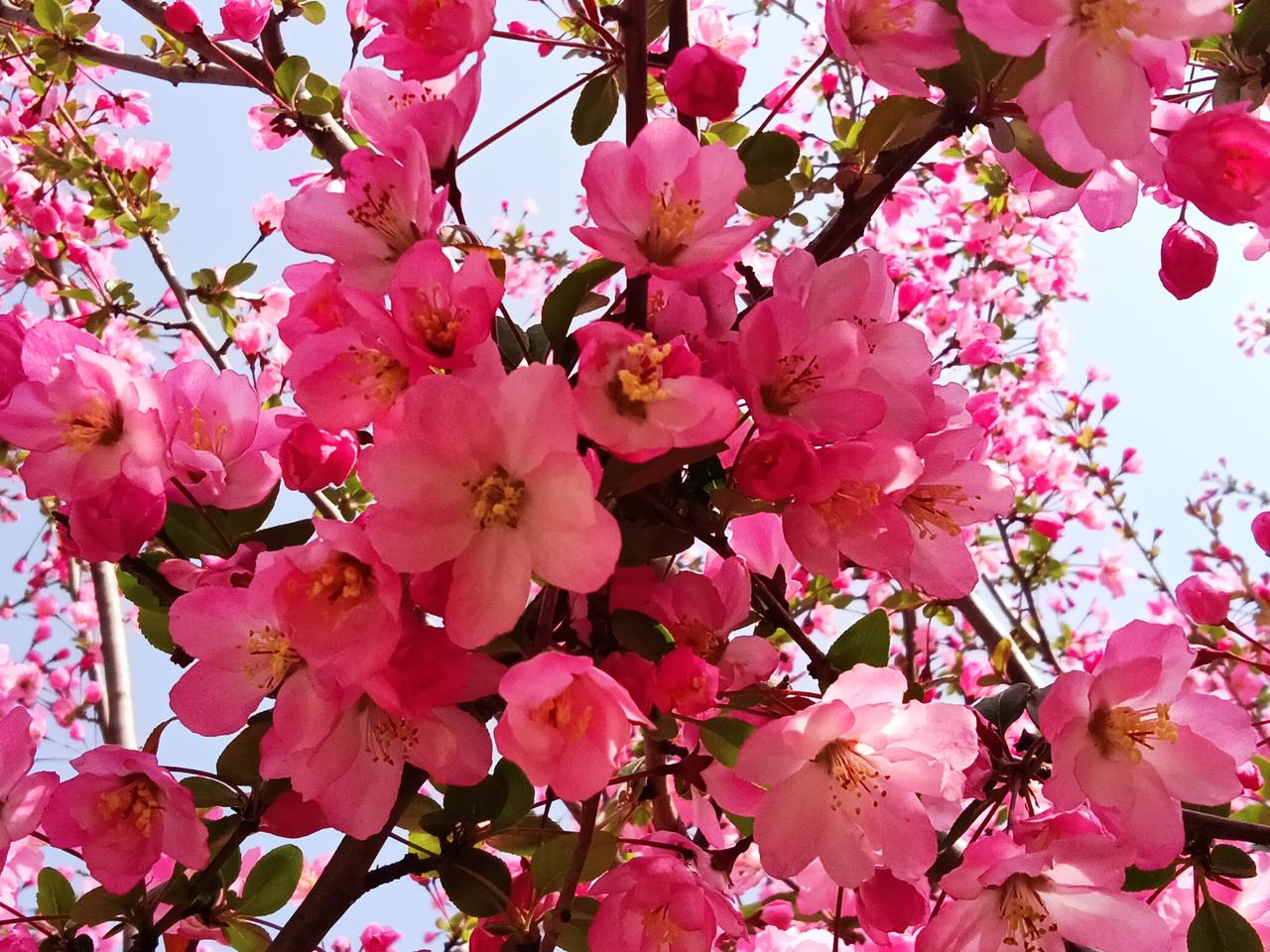 东风袅袅泛崇光，香雾空蒙月转廊。
只恐夜深花睡去，故烧高烛照红妆。
海棠花＊苏轼