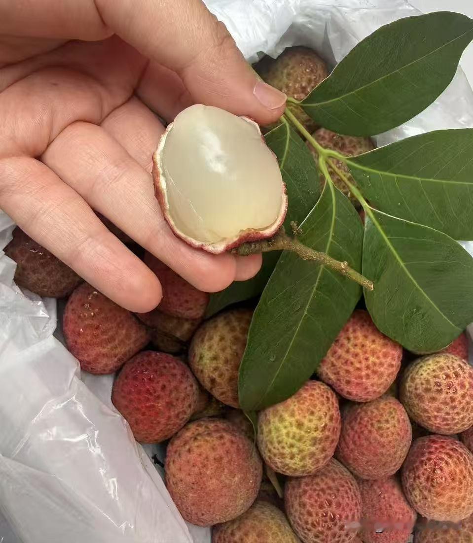 今年春天最想实现的心愿荔枝自由，到云南。