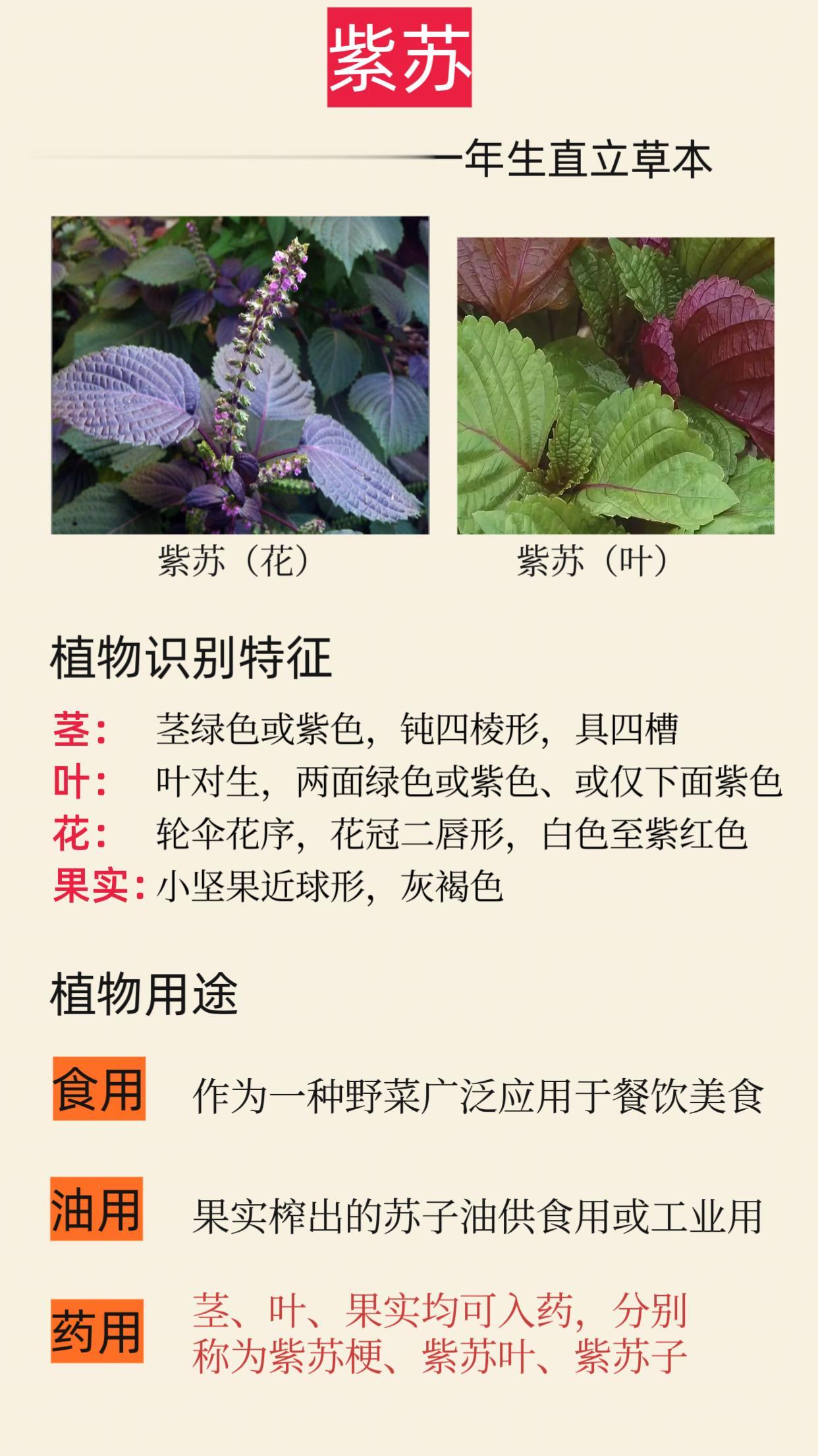 紫苏一物三药用——紫苏叶 紫苏梗 紫苏子。紫苏 东方香草 野菜 能包烤肉的叶子｜一物三药用：紫苏叶 紫苏梗 紫苏子 解鱼蟹毒