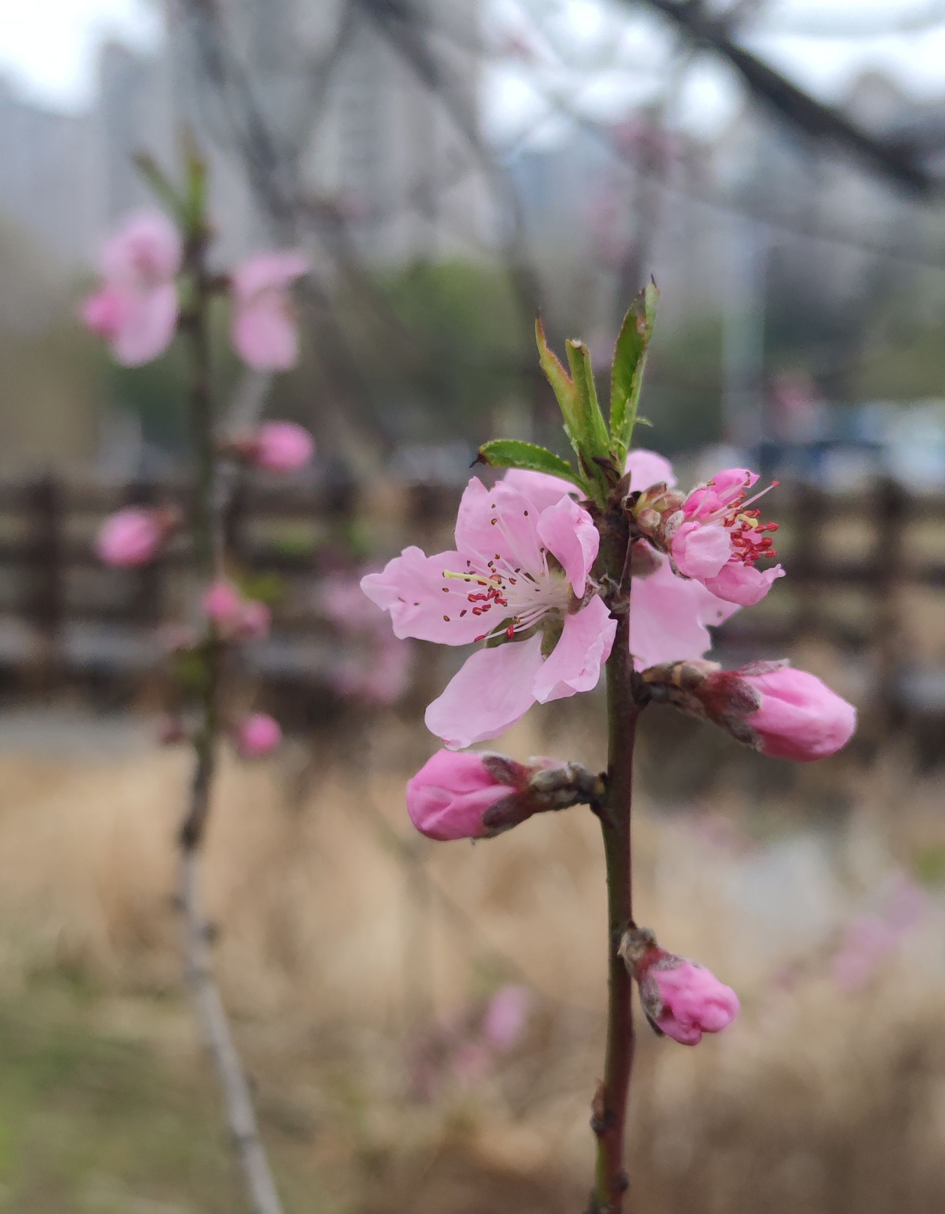 来江苏看花花 【扬州桃花季开启！】扬州的春景，少不了桃花。“桃红柳绿”是对扬州春