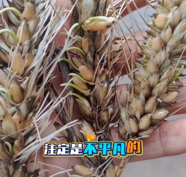 “割四赔五”的后果，终究在襄阳这片土地上应验了，受抢收时机耽误，地里没来得及收的