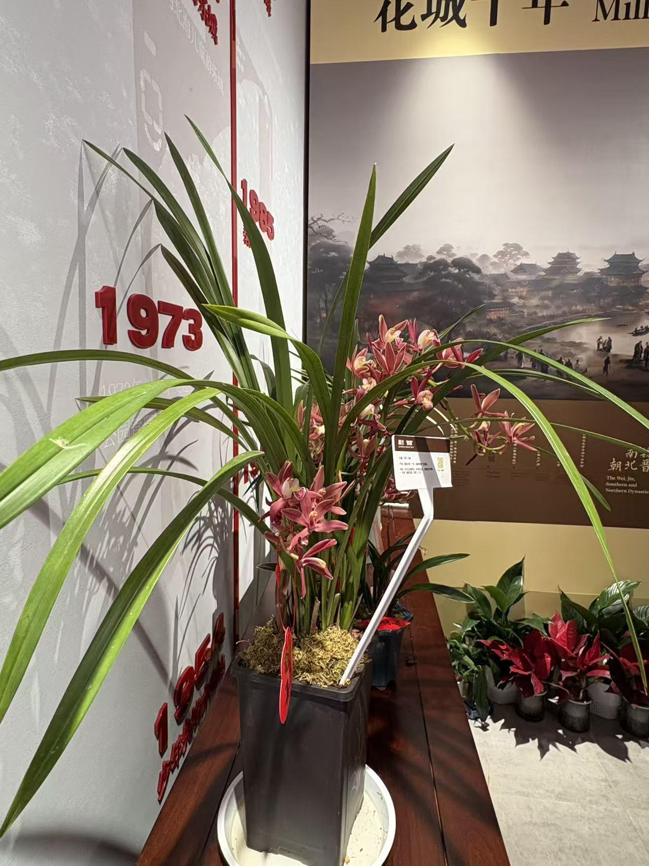 记录我的2026北海公园花卉展好漂亮