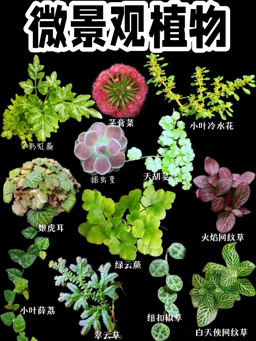 【微景观植物】一个小小的植物世界