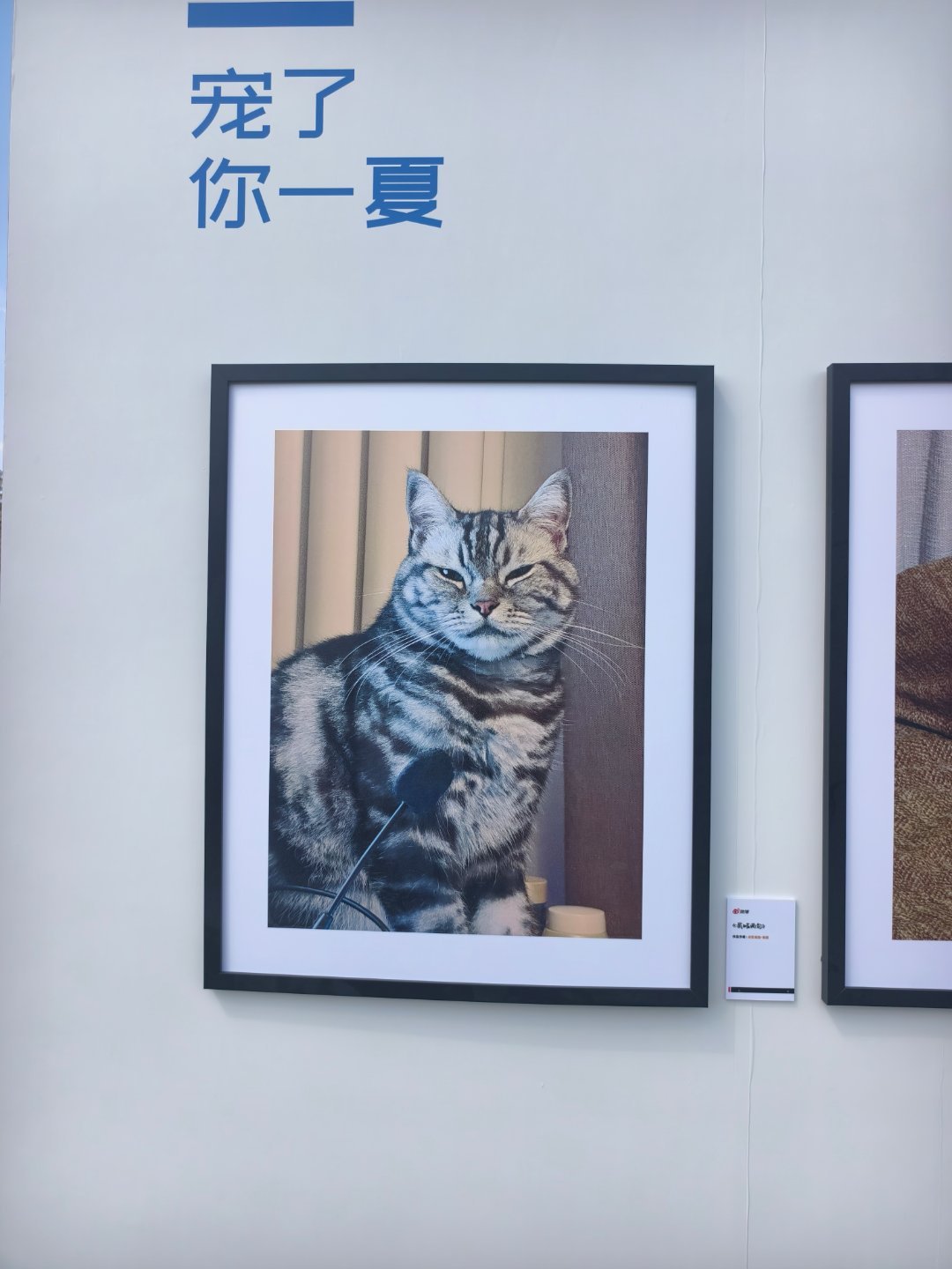 双高胎光与万物主题影展 小Timi和小曲奇 