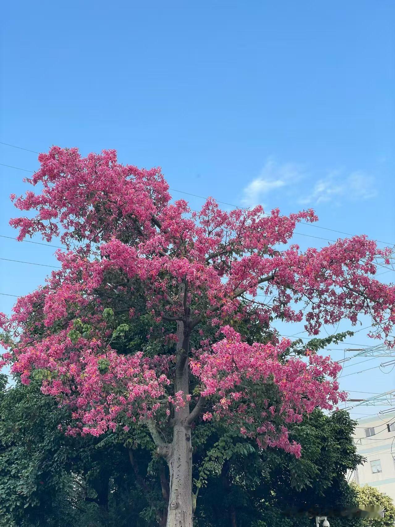 路过街角，一抬头直接被这棵花树砸中了春天！粉得像把晚霞揉碎泼在枝头，风一吹簌簌落