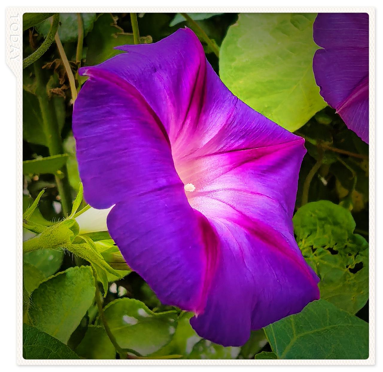社区小院牵牛花