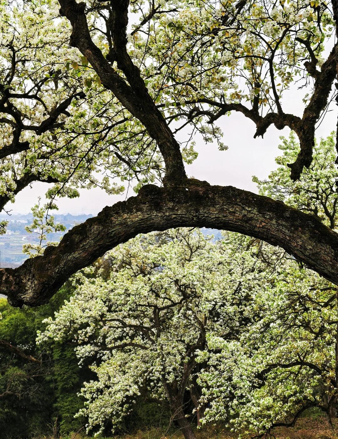 泸州周边春日限定百年梨花园徒步路线
🌟发现一条超适合亲子的春日限定徒步赏花路线