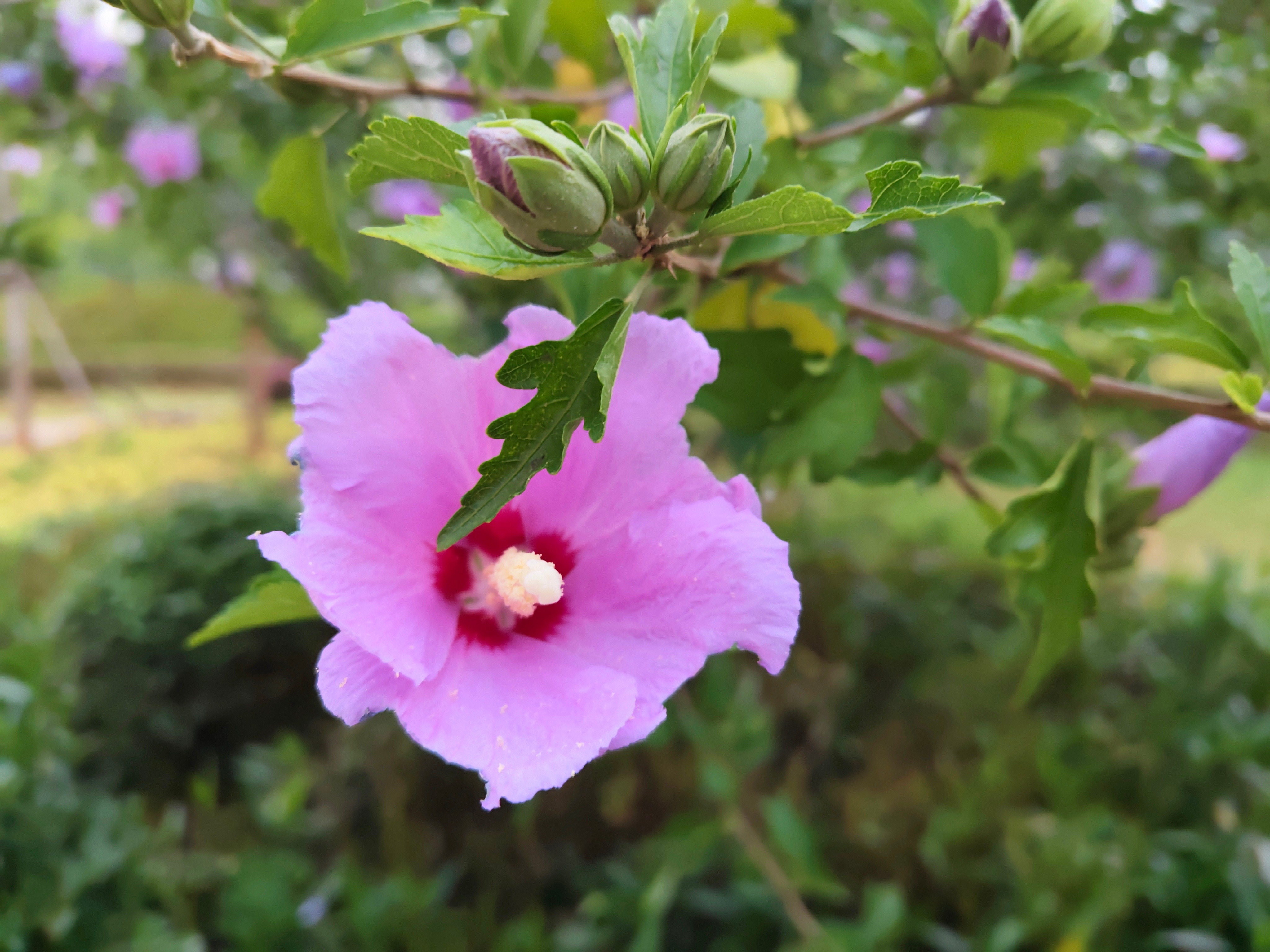 昆明 紫色的小花花 