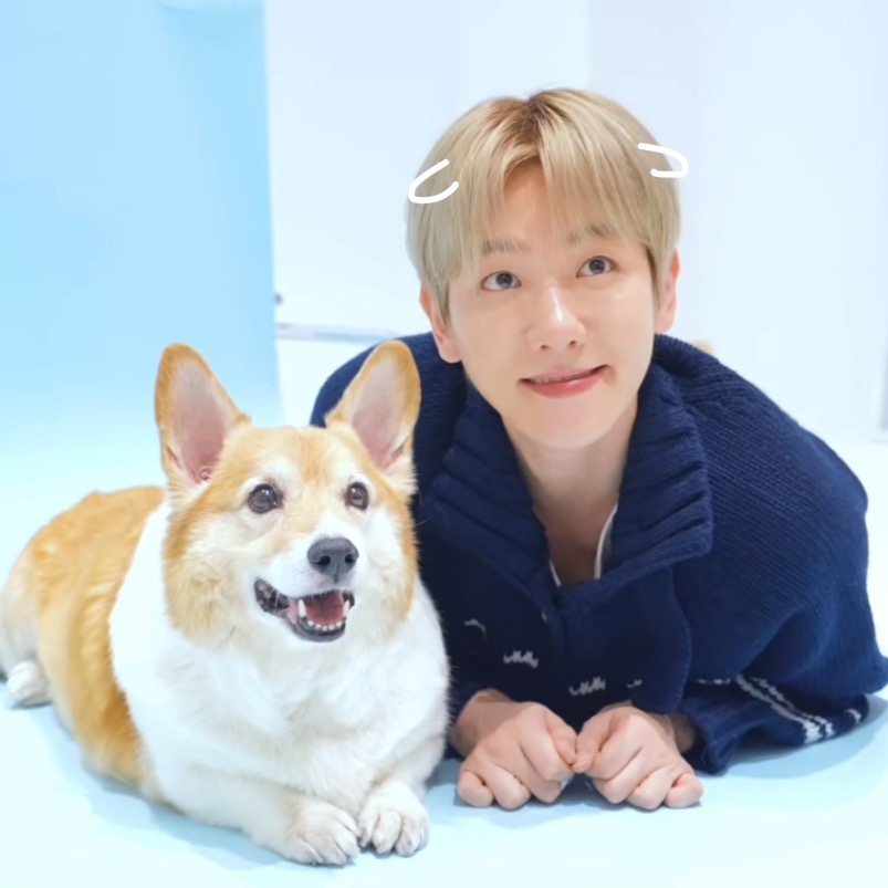 图中有几只小狗捏(ˊᵒ̴̶̷̤ꇴᵒ̴̶̷̤ˋ)꒰ 