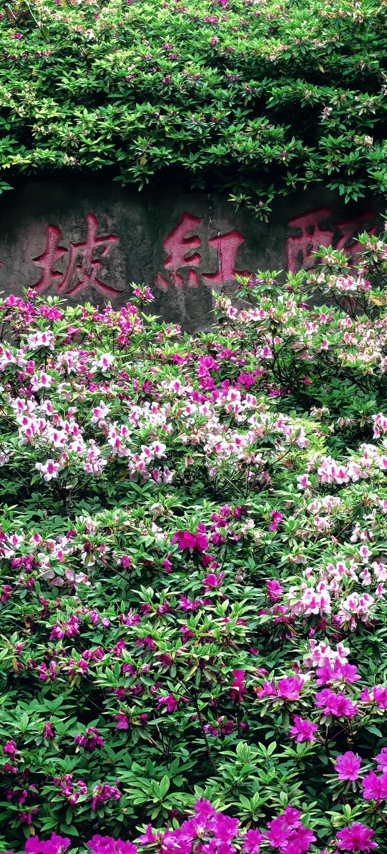 中国杜鹃园免费开放了.花团锦簇宛若仙景