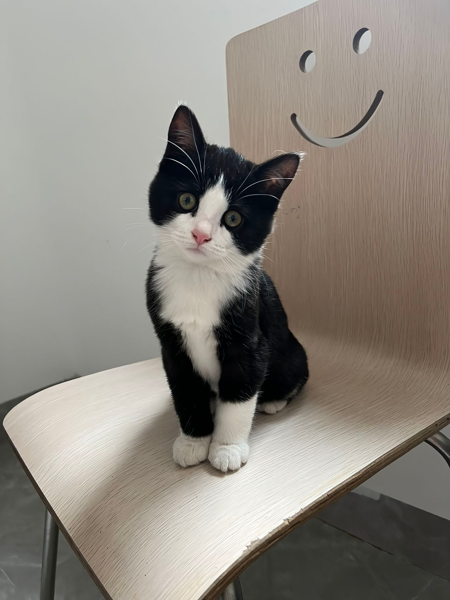 猫儿这个疑惑