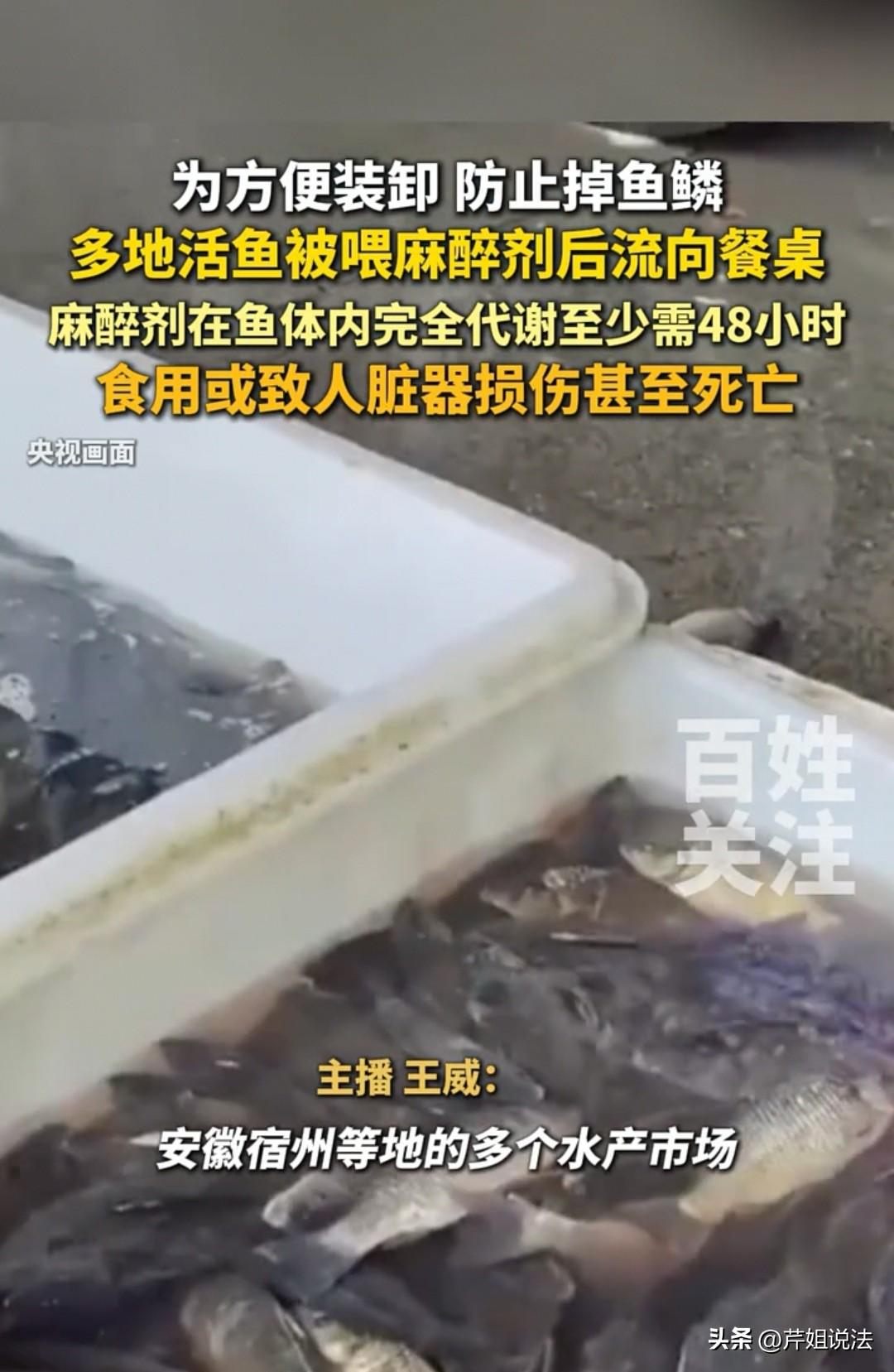 太离谱了！很多商贩为了让活鱼休眠，在装卸的时候不掉鱼鳞，居然在水里放工业酒精、丁