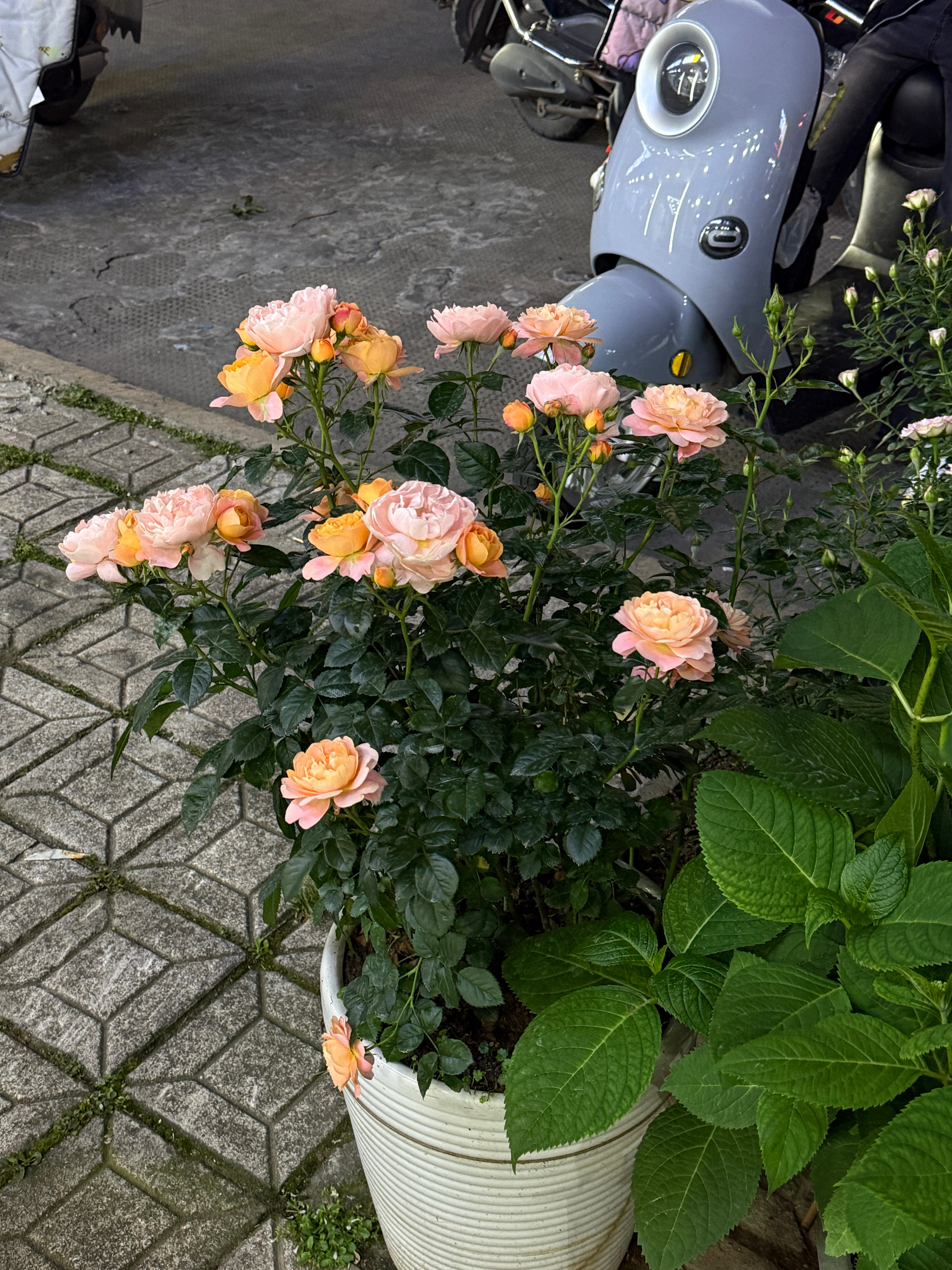 💐 ​​​