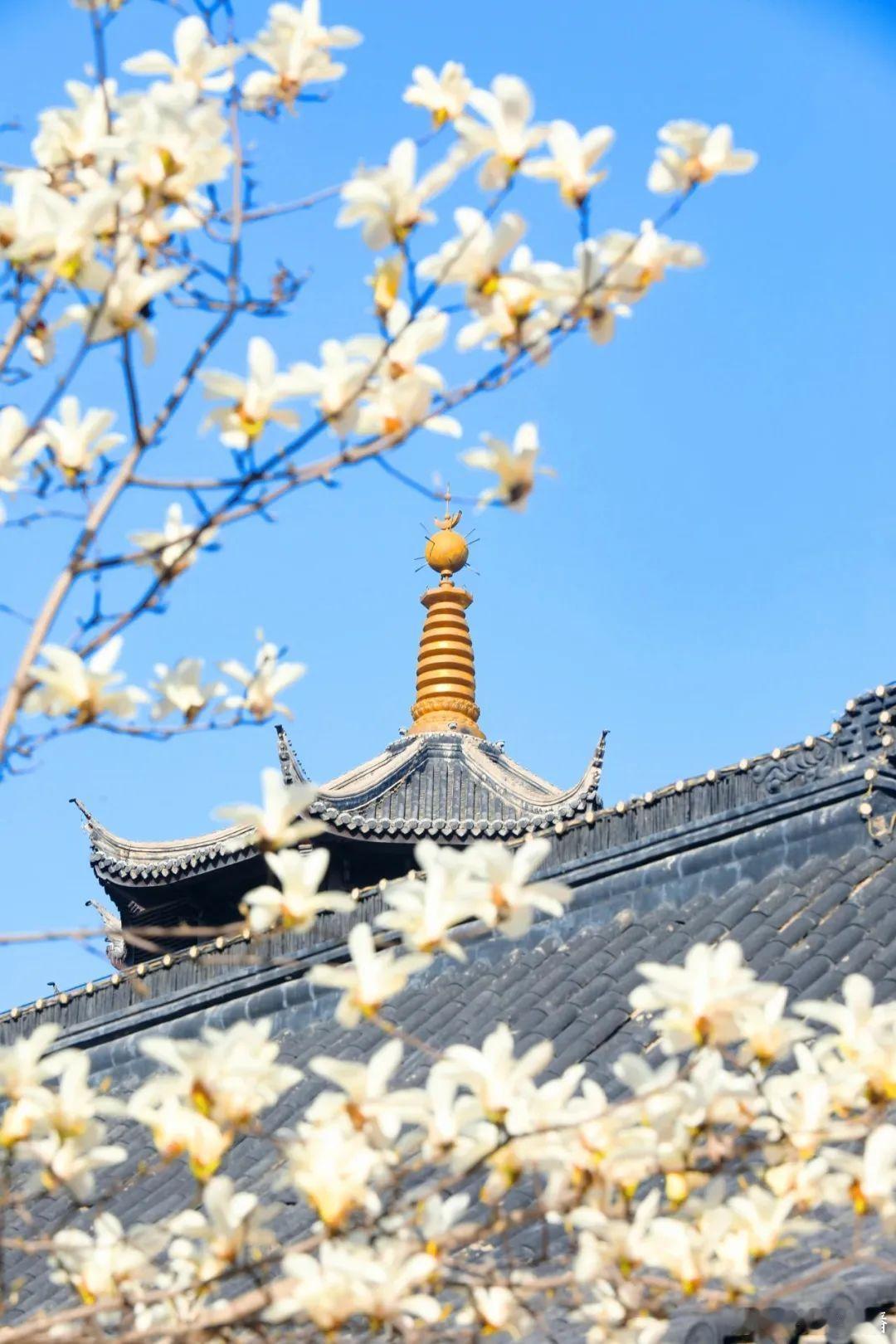 项王故里 中国酒都 水润之城 在宿迁眼睛都看花了🌸🌷🌺💐 🌺迟日催花，