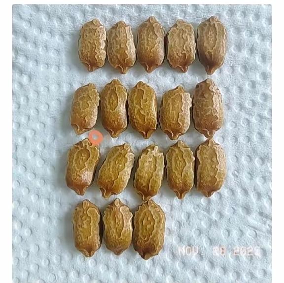 有多少人见过这东西？