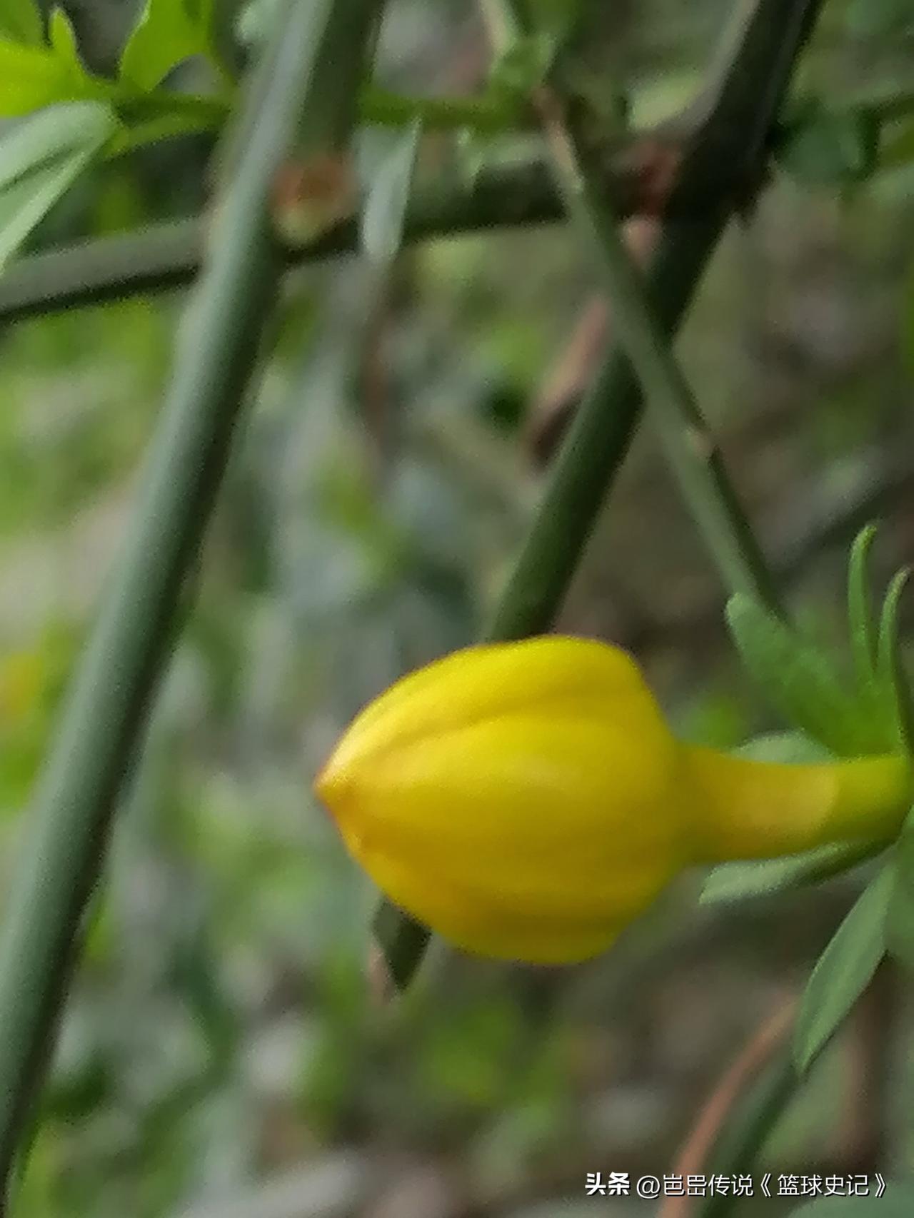 手机里花卉照片