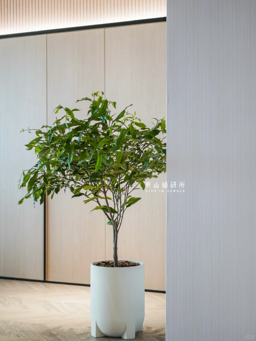 绿植分享｜室内绿植推荐🍃