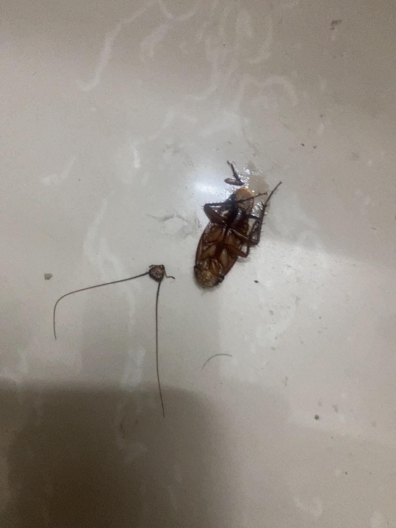 刚到客厅发现黑乎乎的一个东西跟我对峙，估计是来客了，一时找不到工具，拖鞋也不敢脱