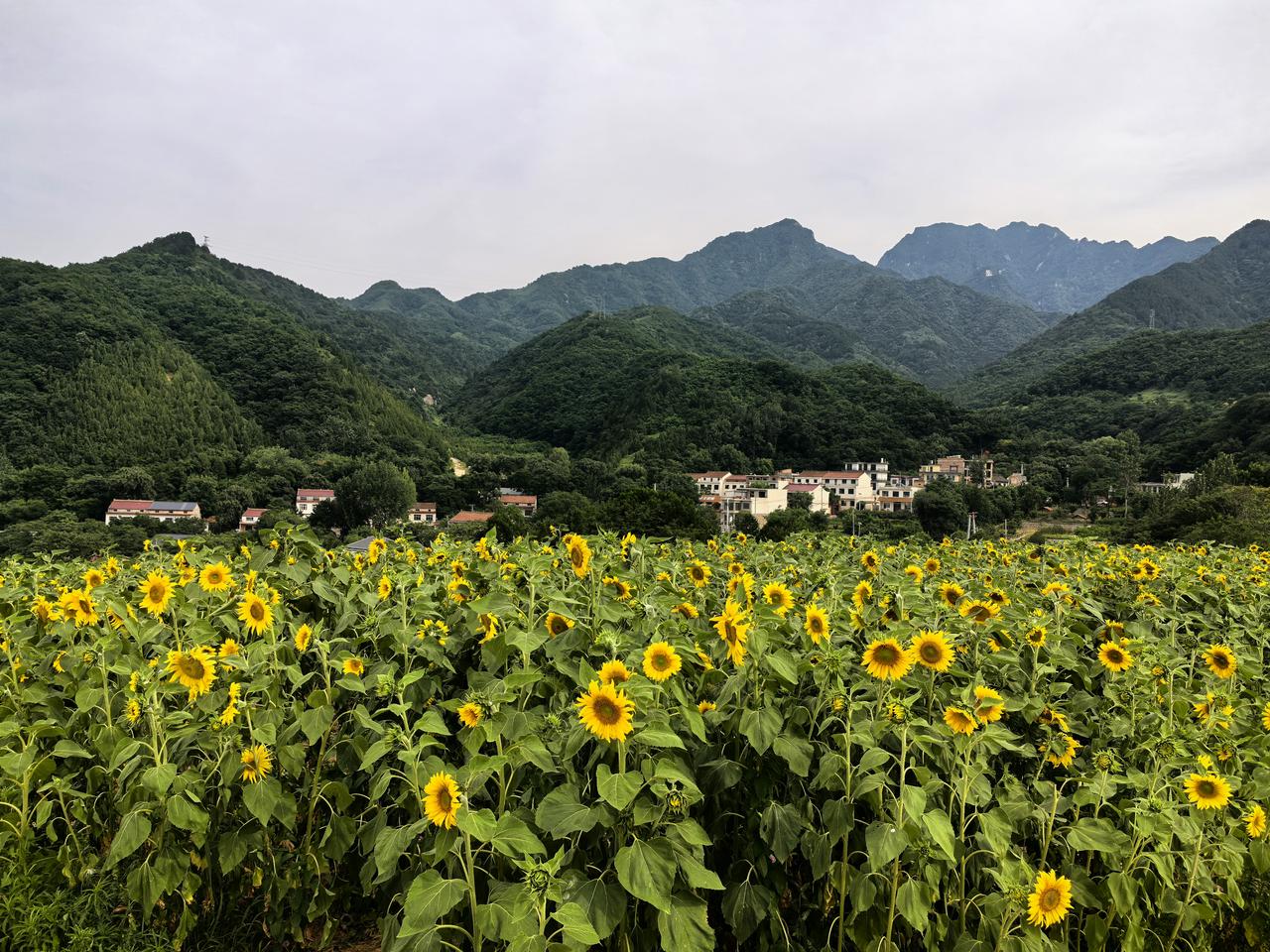 分享一张你手机里向日葵花海