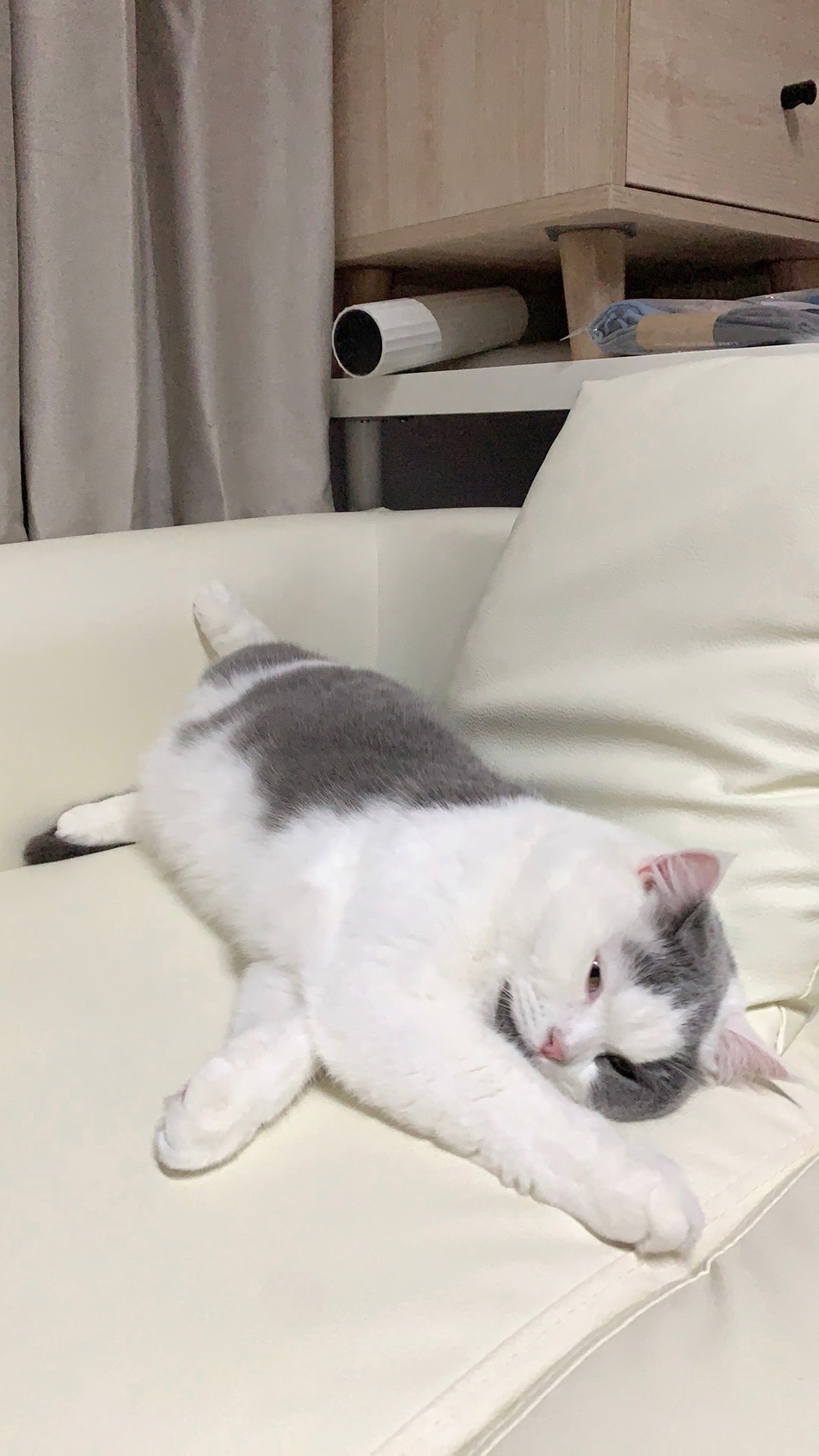 汎小咪冬瓜状： 