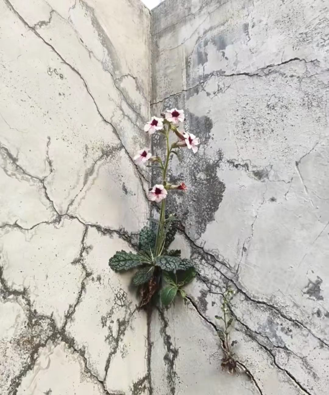 我看到了顽强的生命力··· 
