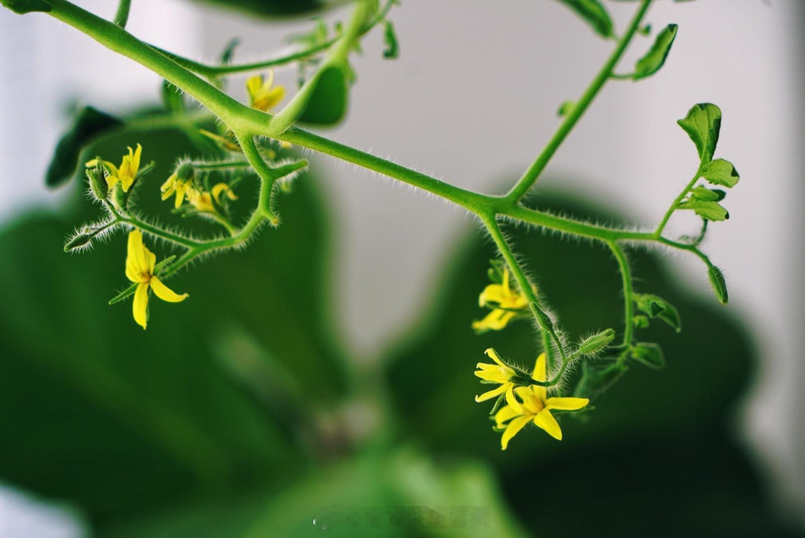 番茄又开花了🍅草莓苗长势不错🍓#阳台花园[超话]##绿植领养##阳台种菜# 