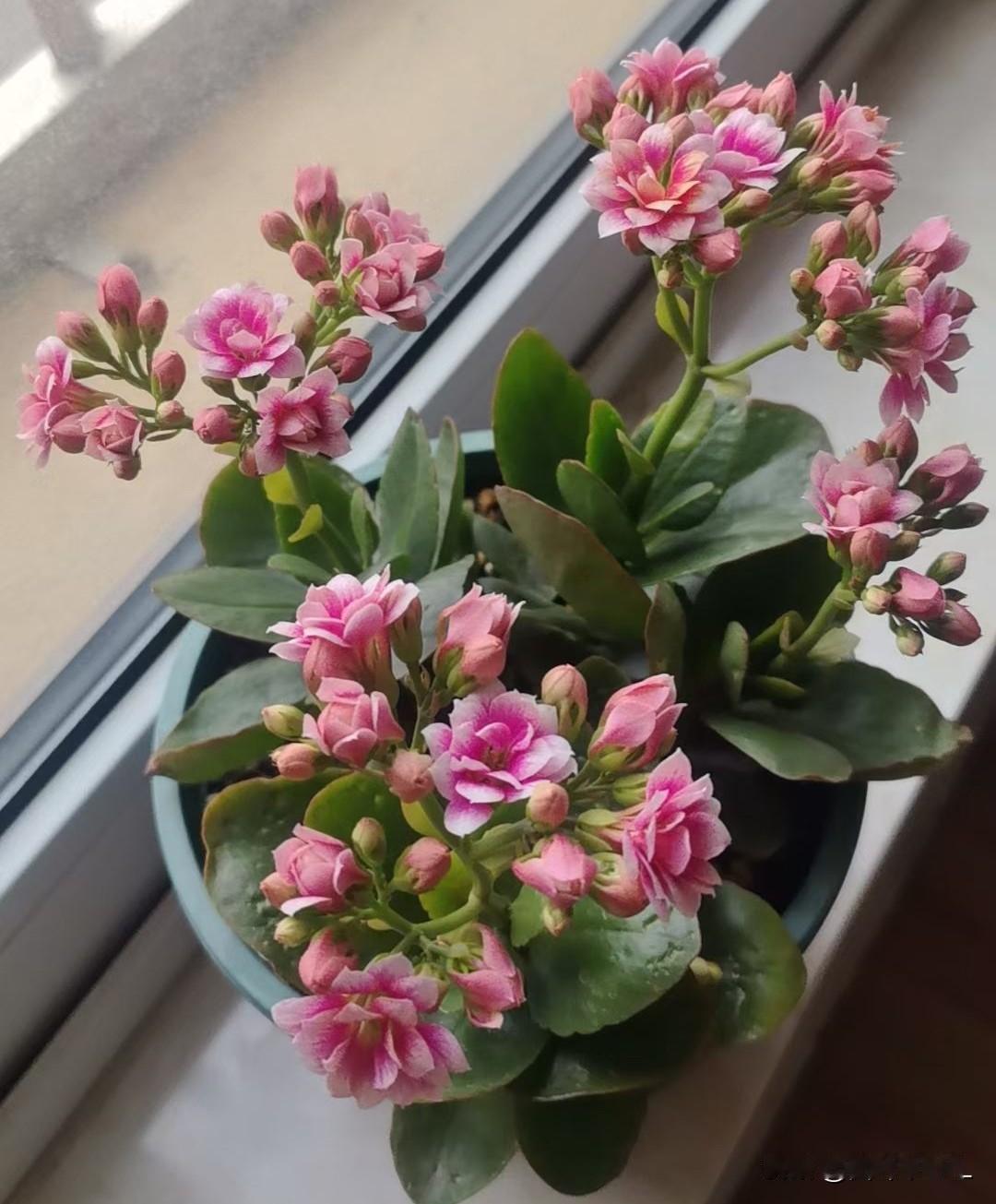 窗台上的粉色花朵，生机勃勃，温暖阳光洒满整个房间。