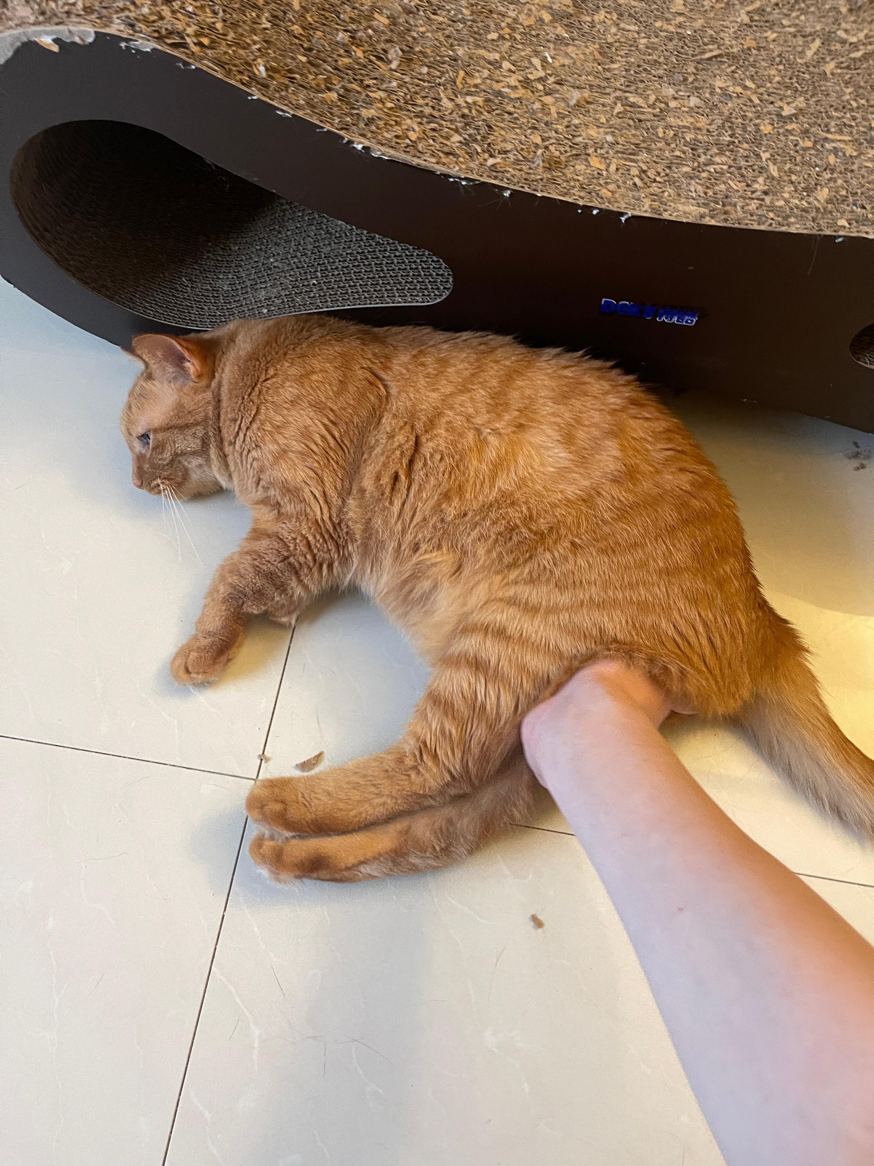 碗猫现在没别的事了，一天喊妈妈十几次，要拍屁，要被妈妈蹂躏了才得劲。我妈说我家里