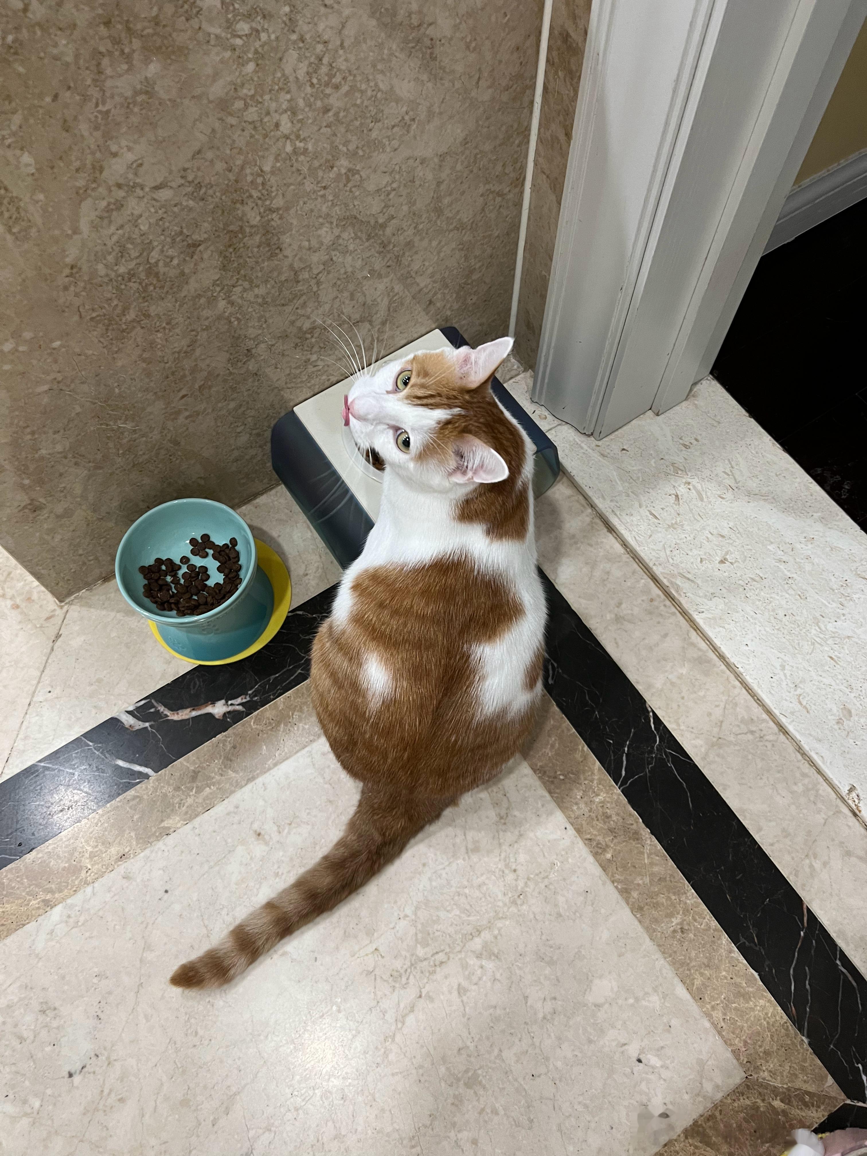 猴猴工作态度这点随我，毕竟是在大企业被大领导带过的猴。我猴早上匆忙吃饭的背影，猛