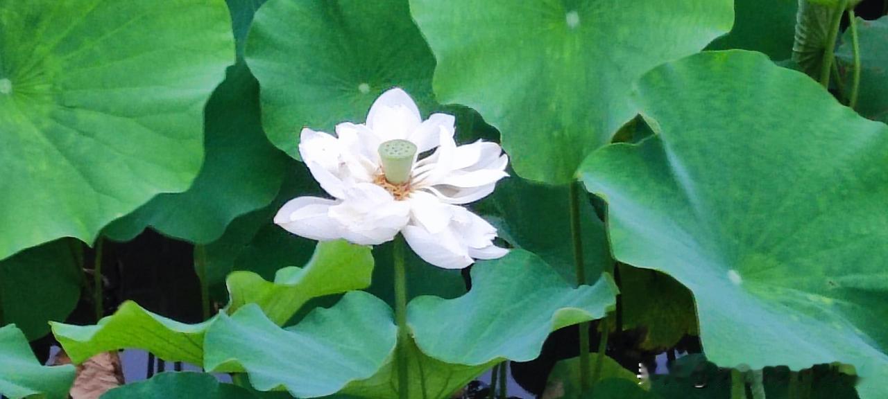 2026年6月29号，正是赏荷花的好时节。
美丽的荷花，带来一季的温柔高雅和清爽