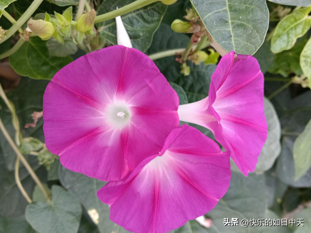 1 、属鼠——事多
2 、属牛——钱多
3 、属蛇——贵人多
4 、属虎——桃花