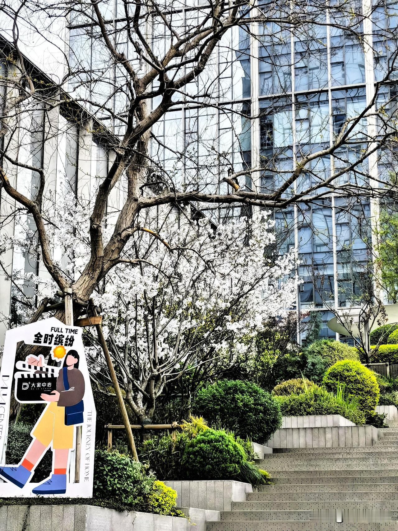 晚熟的樱花，留住了一片春天。

楼下散步，感觉春天的脚步真的渐行渐远了。

公园