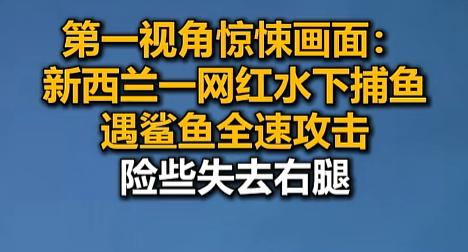 “别把腿当鱼饲料啊！”7月27日，新西兰一哥们儿正美滋滋拍水下捕鱼vlog，结果