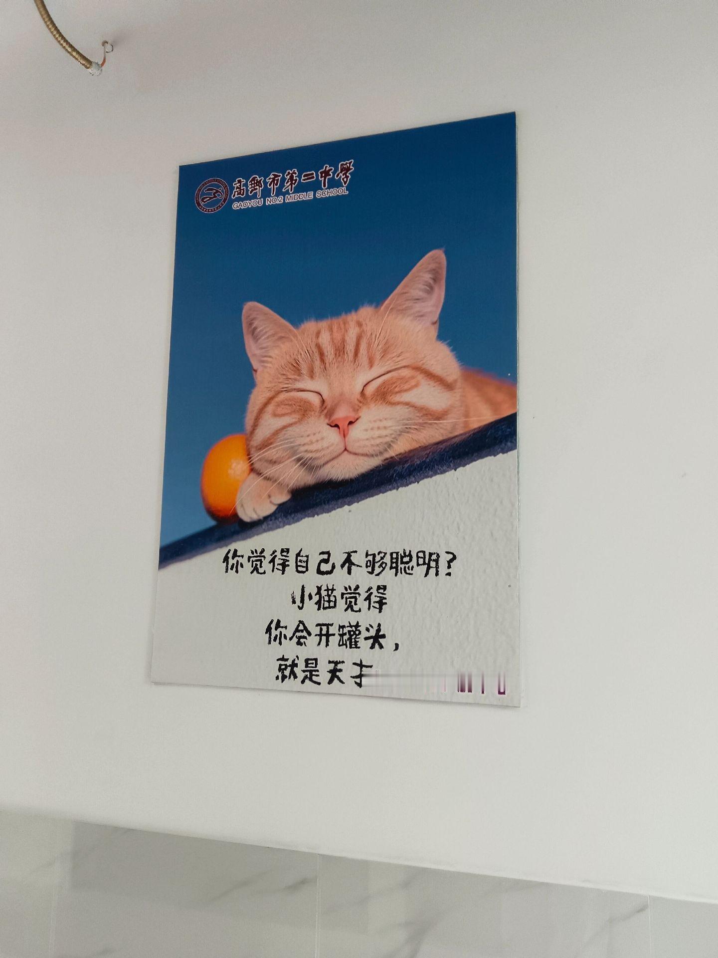 小猫觉得，你会开罐头就是天才[抱一抱] ​​​