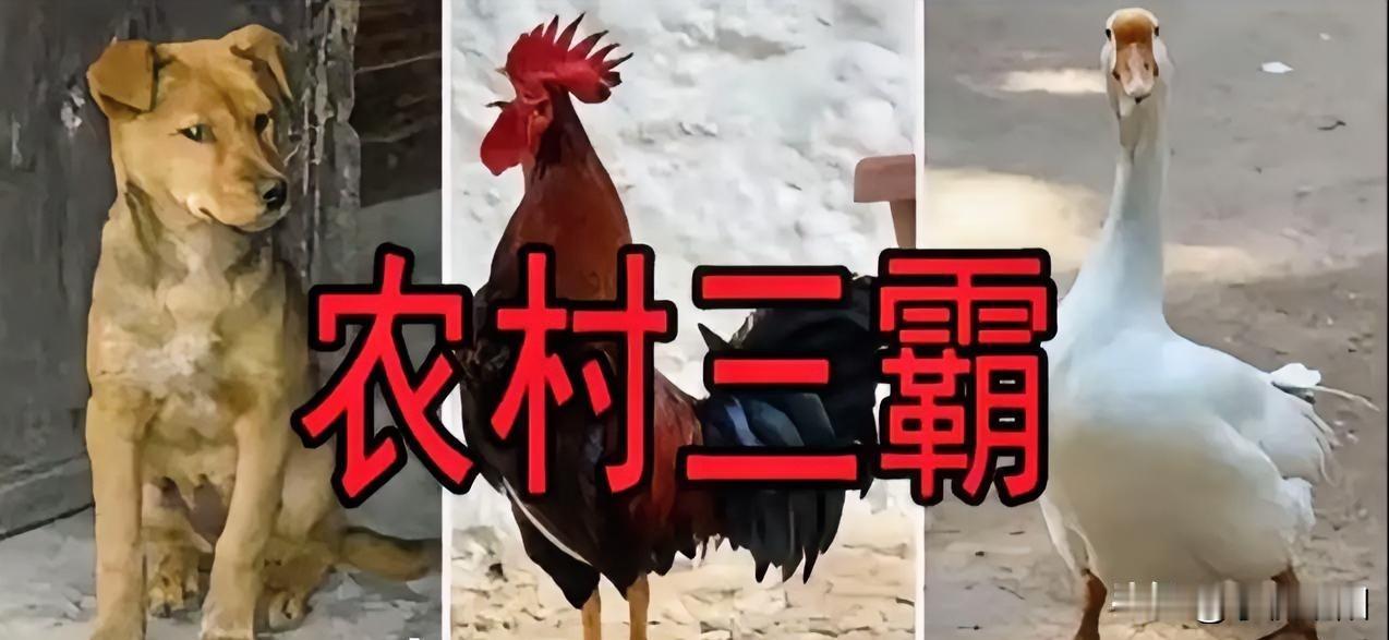 到农村千万不要惹这三霸，不然拖鞋都给你跑掉。[捂脸]