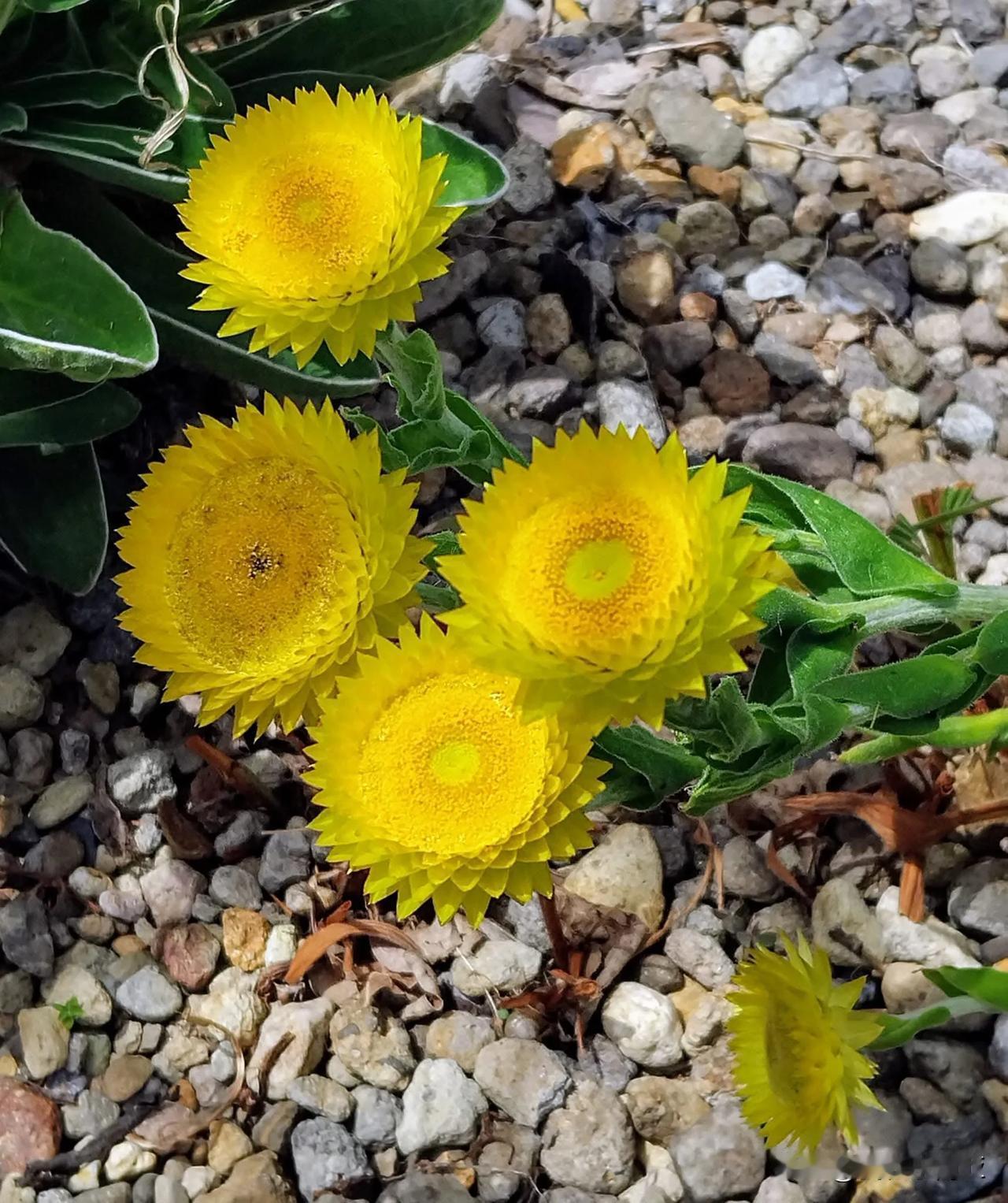 菊科多年生草本植物