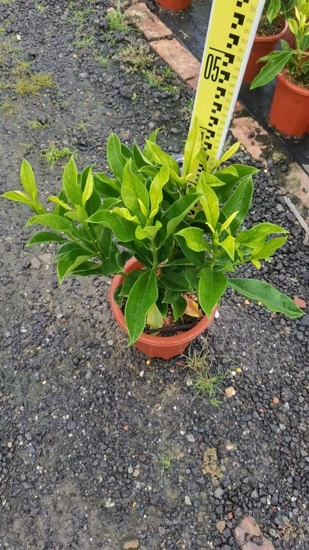 灰莉