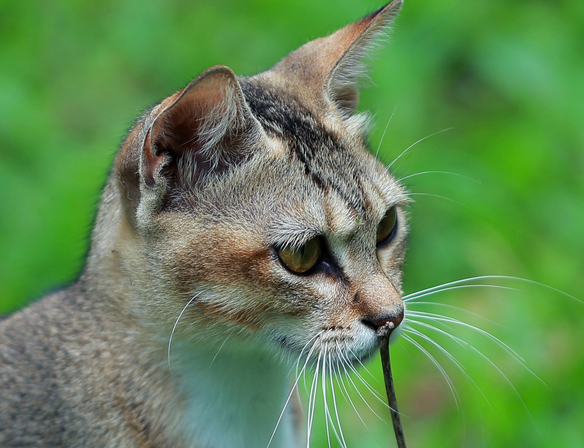 猫猫