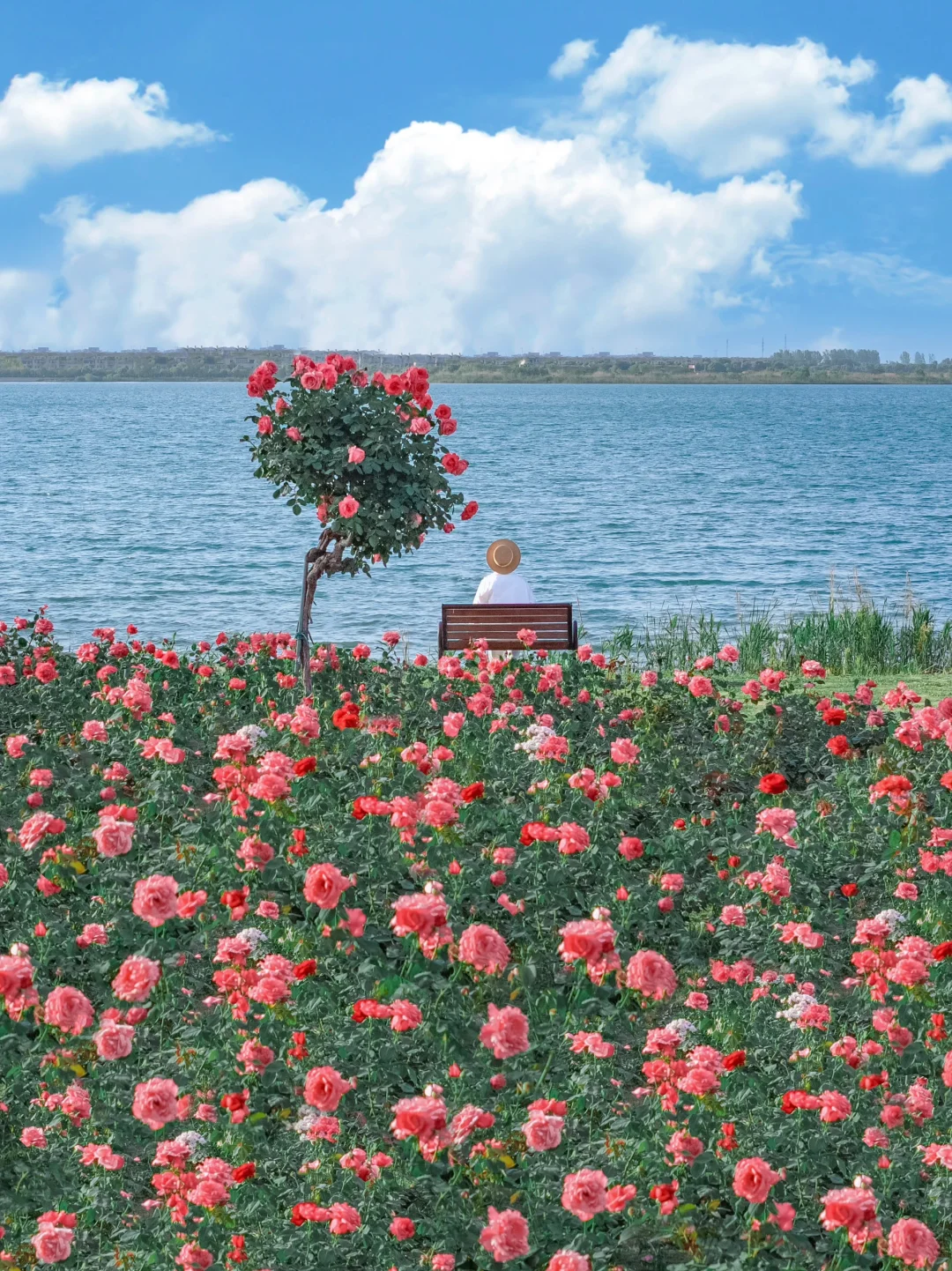 我宣布❗️这里是苏州醉浪漫的玫瑰花园🌹