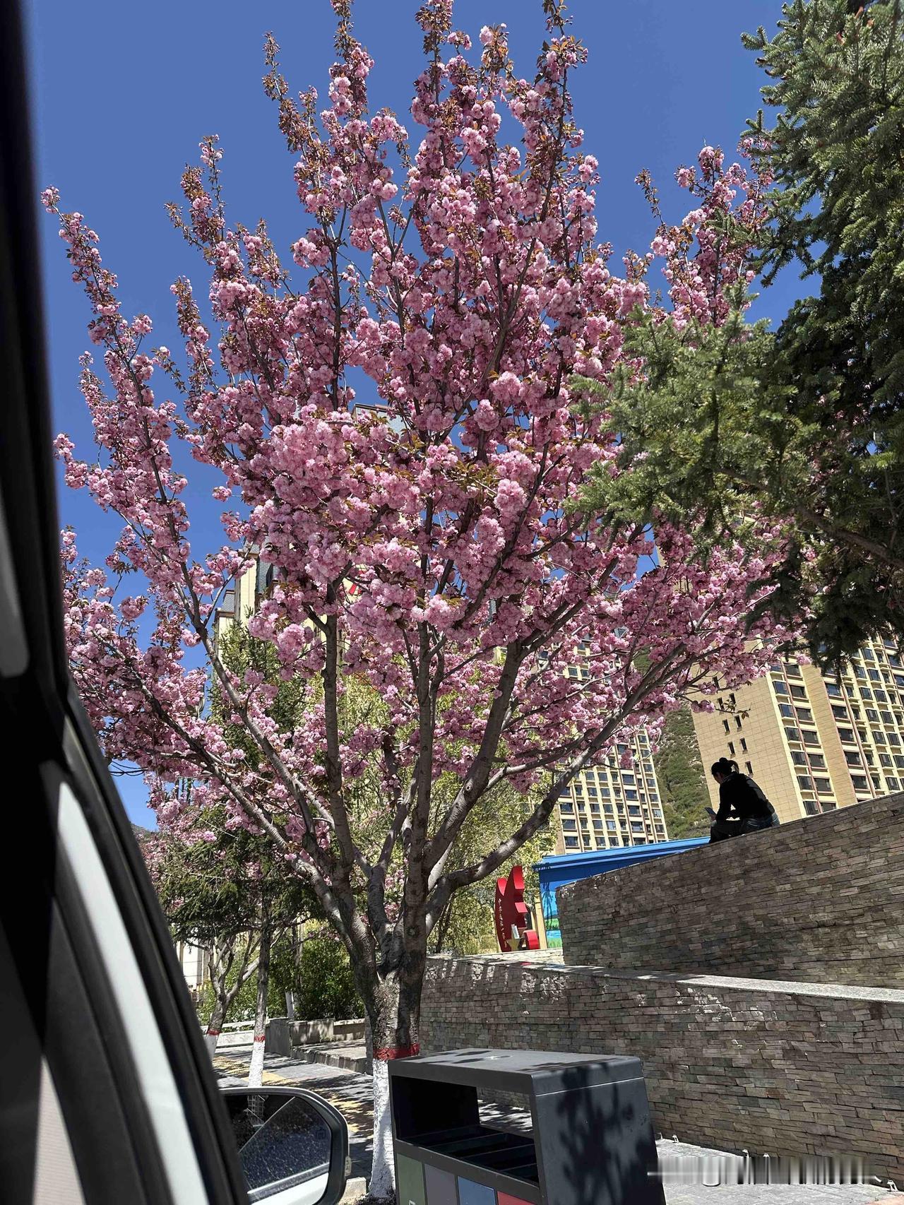 春日生活打卡季小城的樱花开了