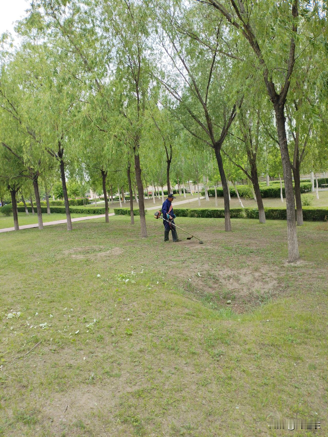 修草坪
河边垂柳覆榭亭，
粗布陋衣修草坪。
炎炎夏日汗如瀑，
请续句……
（隆隆