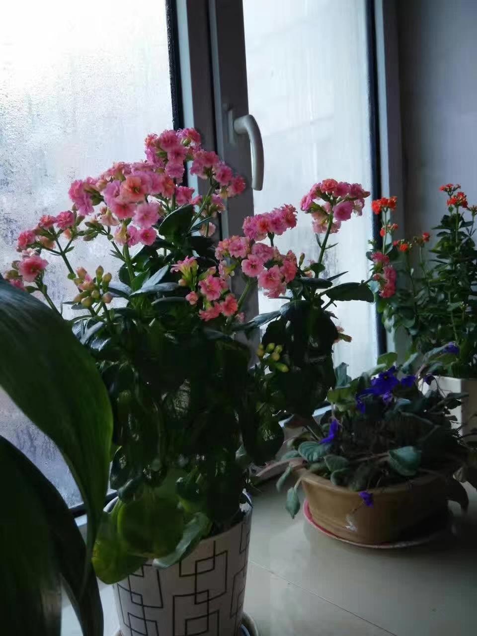 分享一张随手拍的花随手拍～