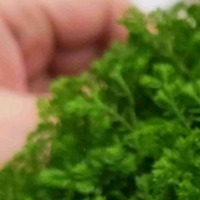 翠云草（蓝地柏） 种植方法- 土壤：腐叶土+少量珍珠岩，疏松保湿。- 光照：明亮