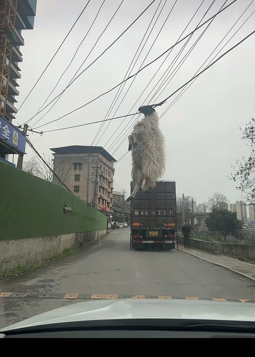 这只羊是怎么挂上去的？
看到一位网友发的车载视频录像，他跟在一辆货车后面，发现有