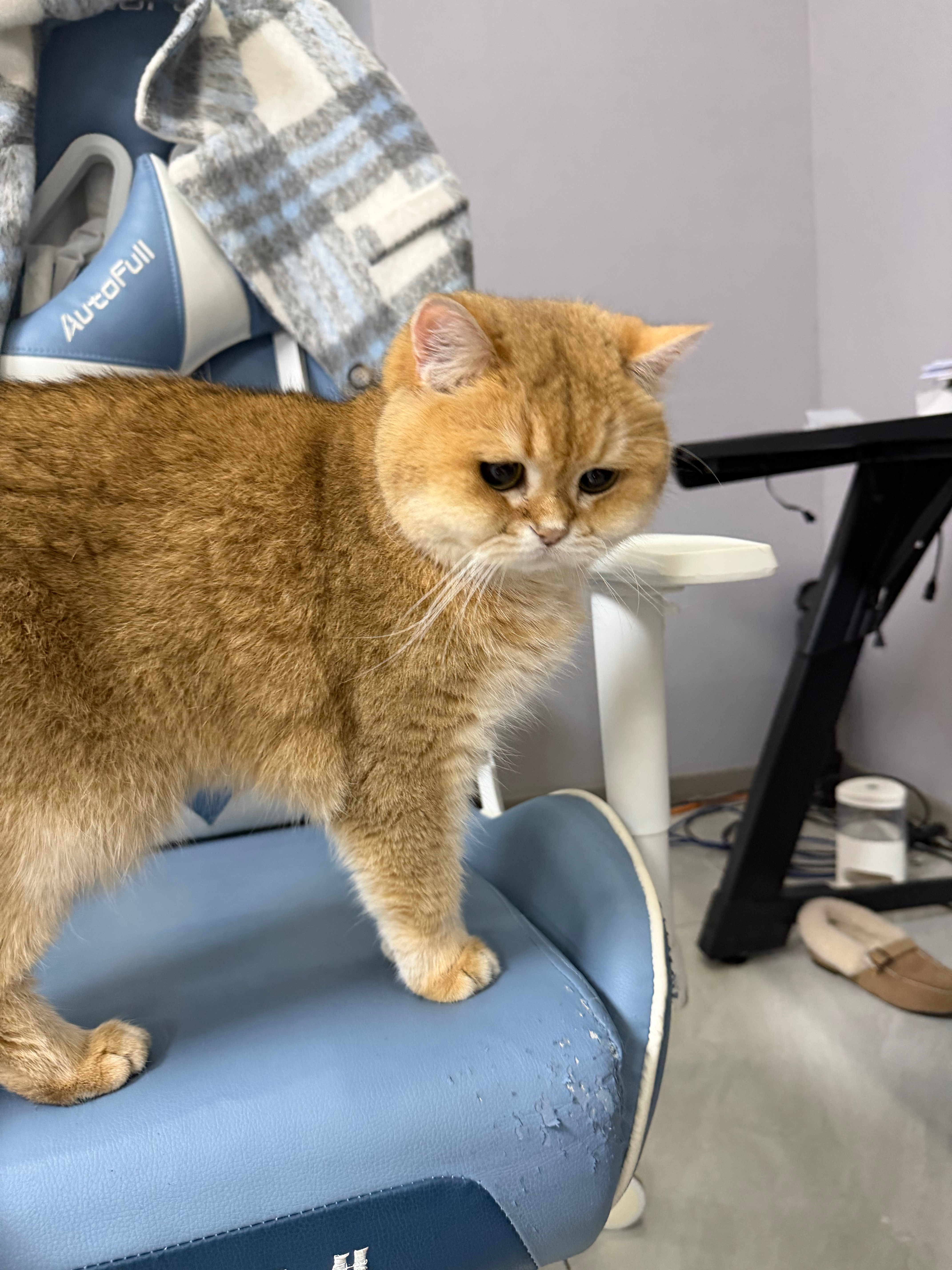猫宁！傲风怎么还没找我做广告，基地的椅子又小有磨损了，换新的话二手椅子放哪里呢？