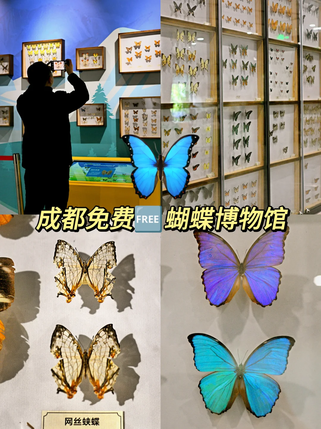 成都隐藏玩法！0元打卡蝴蝶博物馆